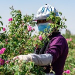 دستیابی به نتایج خوب در زمینه پرورش گیاهان دارویی در استان مازندران