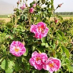 بیش از هزار تن محصول از گلستان‌های گل محمدی لرستان برداشت می‌شود