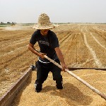افزایش بیش از ۱۵ هزار تنی خرید گندم در رامشیر