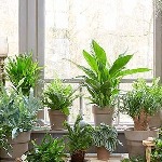 آموزش پرورش گیاهان آپارتمانی در منزل