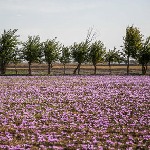 کرمانشاه محل رویش ۱۲۰۰ گونه گیاهی