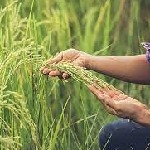 ظهور خوشه طلایی برنج در ۶ شهرستان گیلان