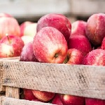 امسال حدود ۱.۱ میلیون تن سیب درختی در آذربایجان غربی تولید می شود