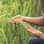 کاهش رنج تولید برنج در لاهیجان