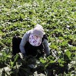 پیش بینی برداشت ۱۰ هزار تن محصول تابستانه در خرمشهر