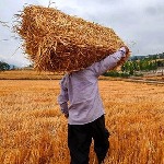 افزایش 100 هزار تنی خرید گندم در استان کرمانشاه