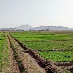 کشاورزان خاش کشت پاییزه محصولات کشاورزی را آغاز کردند