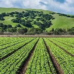 تولید کودهای زیستی برای ارتقای سطح عملکرد کشاورزی در کشور
