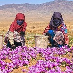 تولید زعفران و اشتغال بیش از ۱۰ هزار نفر در تایباد