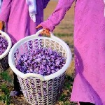 برداشت ۶۵۰ کیلوگرم زعفران از مزارع کاشان