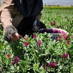 تخصیص ۳۶۰ هکتار از اراضی دیم تویسرکان به کشت گیاهان دارویی