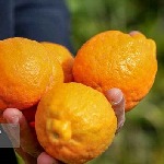 آغاز برداشت نارنگی از شش هزار هکتار باغ‌های هرمزگان