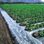 امکان استفاده از آب شور در کشاورزی با روش دانش‌محور میسر شد
