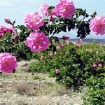 احداث ۳۰ هکتار باغ گل محمدی در شهرستان تفتان