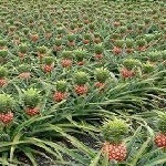 کشت ۵۰۰۰ بوته آناناس برای اولین بار در شهرستان زرآباد