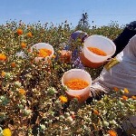 برداشت گلچه های گلرنگ مزارع سیستان وبلوچستان از شهرستان دشتیاری