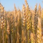 پیش‌بینی تولید ۳۵۰ هزار تن گندم سال جاری در لرستان