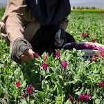 توسعه ۱۰۰۰ هکتاری کشت گیاهان دارویی در لرستان