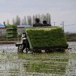 نشاء برنج در ۲۵۰۰ هکتار از اراضی شالیزاری گیلان