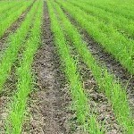 چرا خشکه‌کاری برنج در گلستان شکست خورد؟