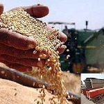 خرید ۳۰ تن گندم بذری در خراسان شمالی
