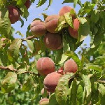 پیش بینی برداشت ۱۲۰ هزار تن میوه‌ هسته دار در گلستان