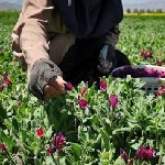 شناسایی ۴۷٠ گونه گیاهان دارویی در آذربایجان غربی