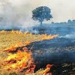 کشاورزان از آتش زدن بقایای گیاهان خودداری کنند
