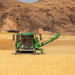 پاییز امسال ۳۸ هزار هکتار از زمین های کشاورزی سیستان و بلوچستان به زیر کشت گندم می‌رود