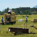 برداشت برنج از ۵۵ درصد اراضی شالیکاری گیلان